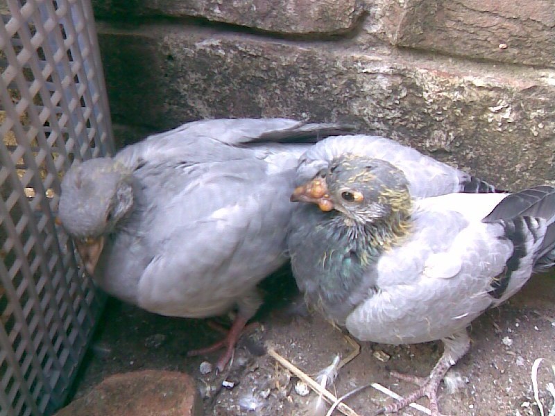 Young pigeon showing pigeon-pox lesions
